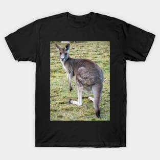 Eastern Grey Kangaroo T-Shirt